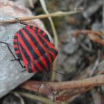 graphosoma-italicum-2-el-burgo-z-24-30_08_09